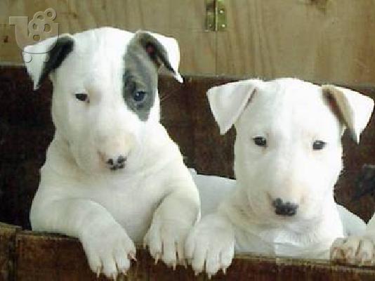 PoulaTo: Bull terrier καθαρόαιμα
